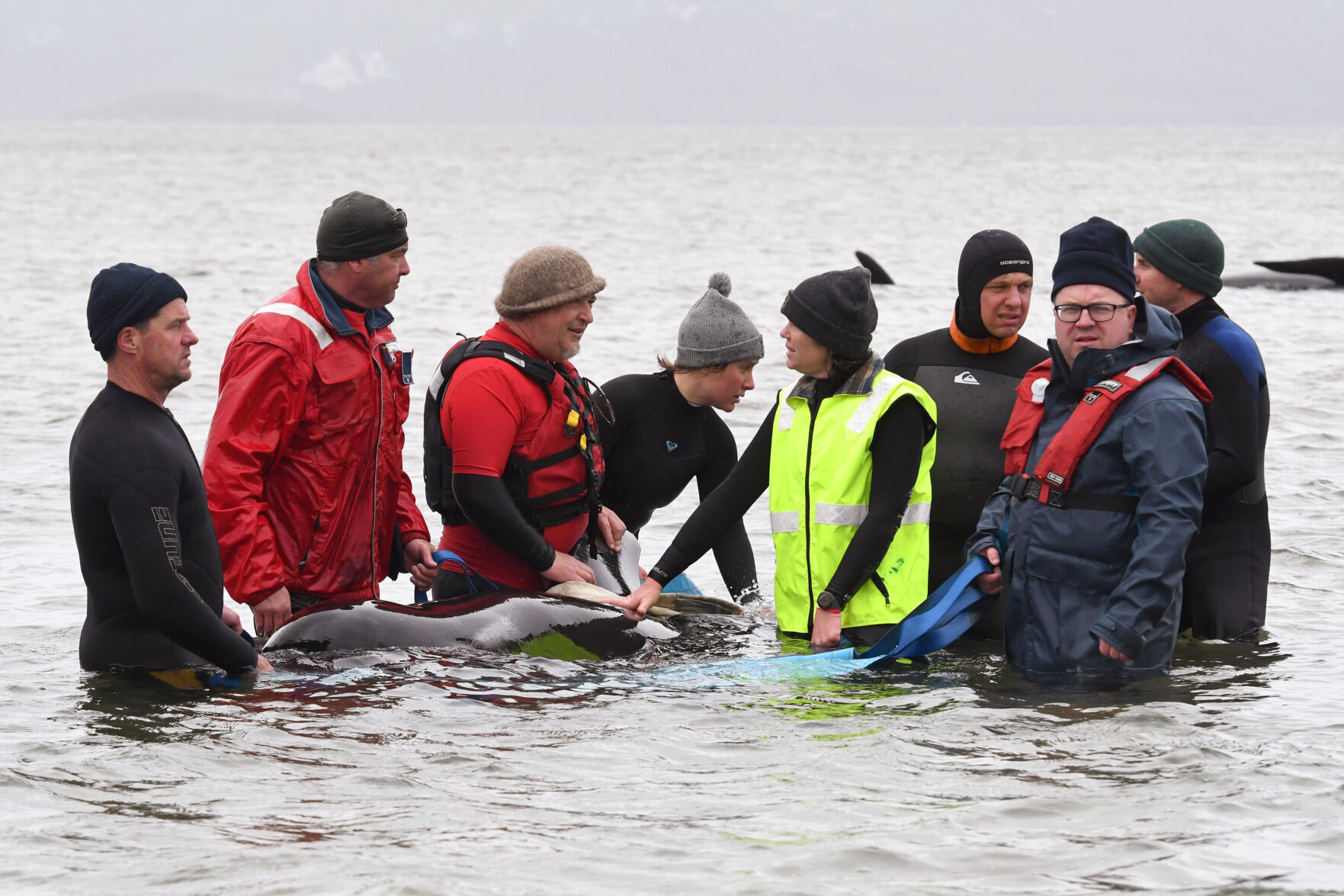 Australia stranded whales